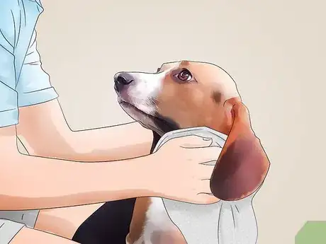 Image titled Keep a House Clean when You Have a Dog Step 11