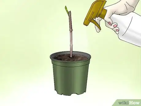 Image titled Plant Confederate Jasmine Step 6