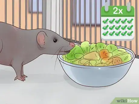 Image titled Care for a Manx Rat Step 6