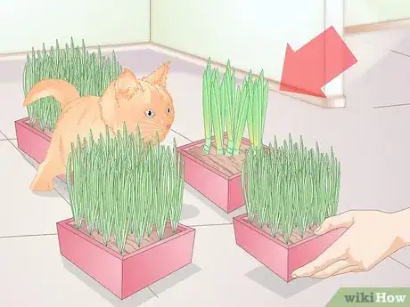 Image titled Stop Cats from Eating Indoor Plants Step 7