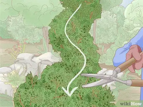 Image titled Grow a Topiary Step 13