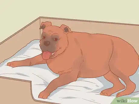 Image titled Deal with a Dog Pregnancy Step 11