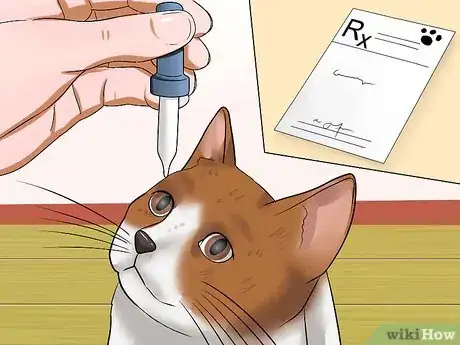 Image titled Diagnose Feline Glaucoma Step 7