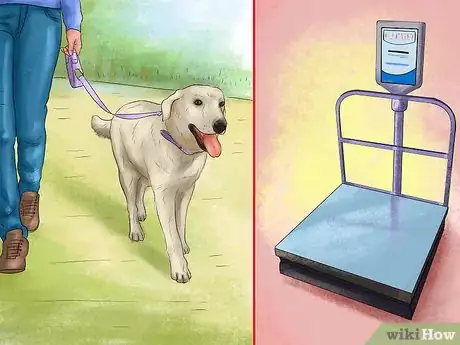 Image titled Treat Obesity in Labrador Retrievers Step 12