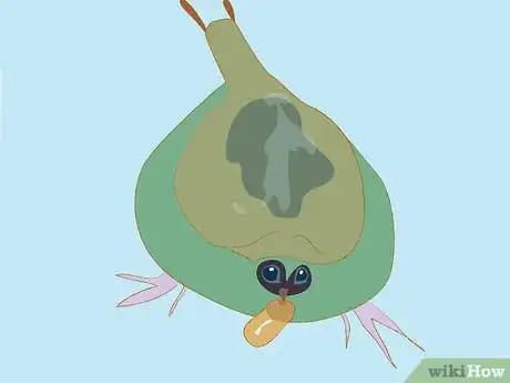 Image titled Set up a Billabong Bugs Kit Step 18