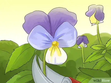 Image titled Harvest Heartsease Step 7