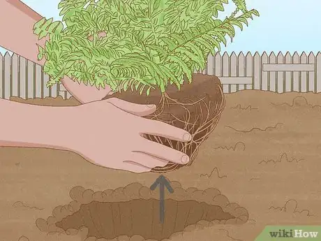 Image titled Plant a Fern Step 4