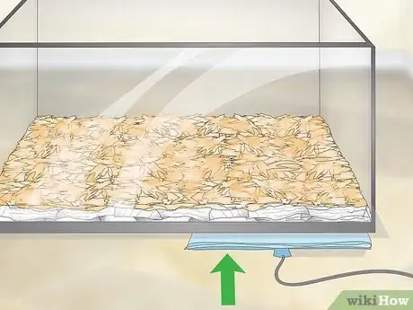 Image titled Care for a Tokay Gecko Step 4
