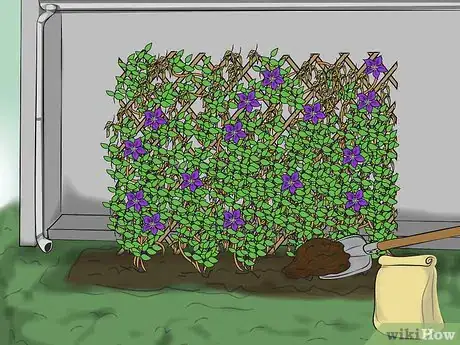 Image titled Prevent Clematis Wilt Step 6