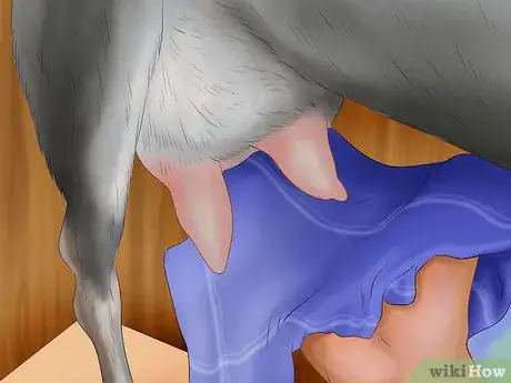 Image titled Milk a Goat by Hand Step 5