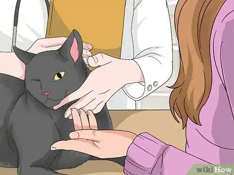 Image titled Schedule Wellness Exams for a Senior Cat Step 3