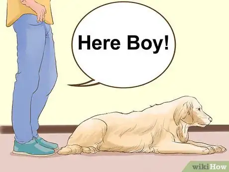 Image titled Diagnose Behavioral Dysfunction in Senior Dogs Step 5