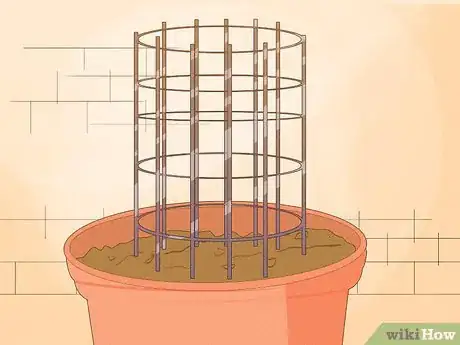 Image titled Grow a Topiary Step 18