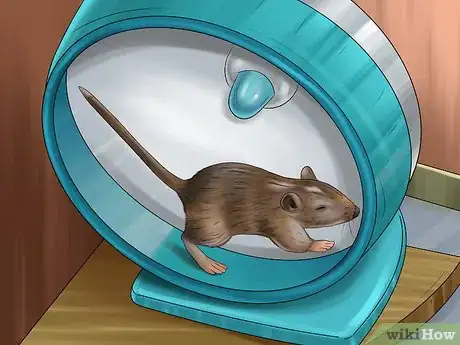 Image titled Treat Gerbils Prone to Seizure Step 3