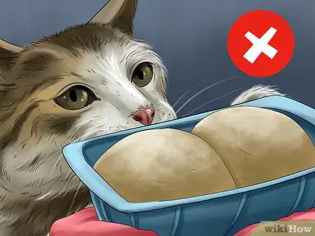 Image titled Avoid Feeding Your Cat Harmful People Foods Step 7