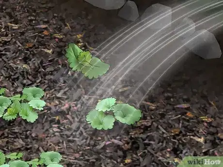 Image titled Harvest Creeping Charlie Step 9