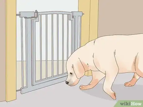 Image titled Care for a Dog Blind from Birth Step 2