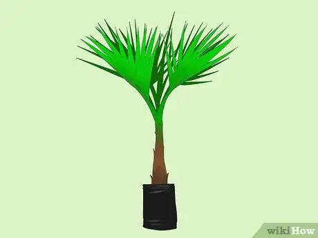 Image titled Grow a Washingtonia Robusta Step 1
