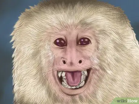 Image titled Quiet a Capuchin Monkey Step 2