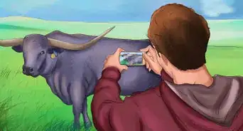 Identify Texas Longhorn Cattle