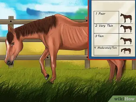 Image titled Maintain Healthy Weight for a Horse Step 3