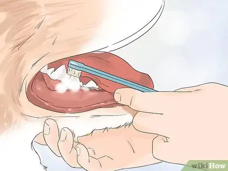 Image titled Groom a Greater Swiss Mountain Dog Step 12