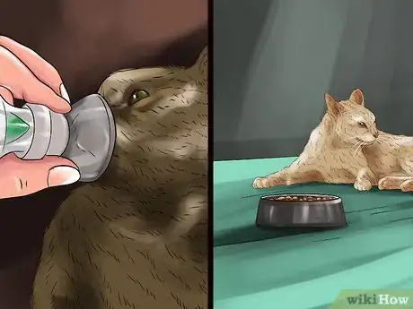 Image titled Detect and Treat Heart Murmurs in Cats Step 11