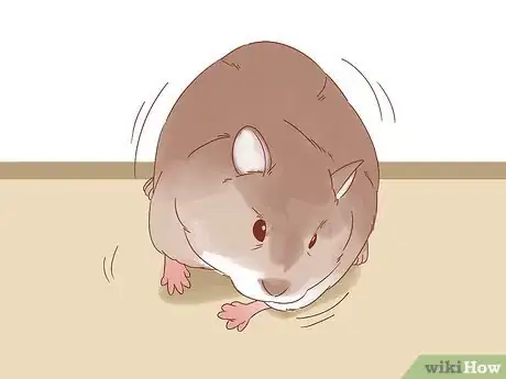Image titled Diagnose Geriatric Diseases in Hamsters Step 8