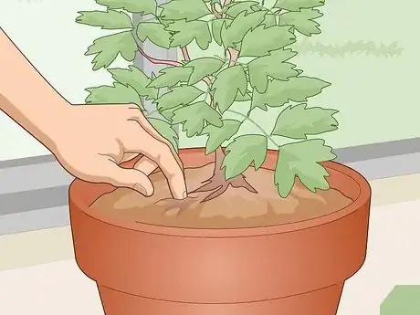 Image titled Care for a Bleeding Heart Step 9