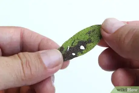 Image titled Dry Sage Step 2