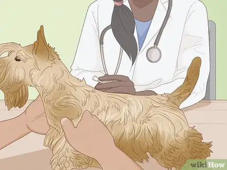 Image titled Prevent Dog Fights Step 10