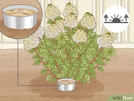 Image titled Care for Limelight Hydrangeas Step 16