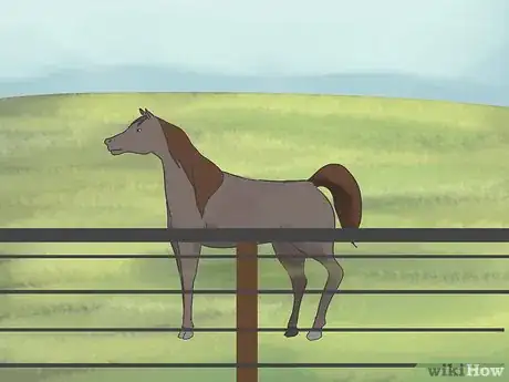 Image titled Care for an Arabian Horse Step 1