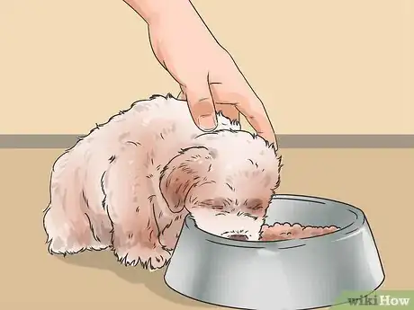 Image titled Get Your Dog to Stop Growling at You when Eating Step 13