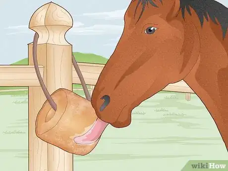 Image titled Look After a Horse Step 4