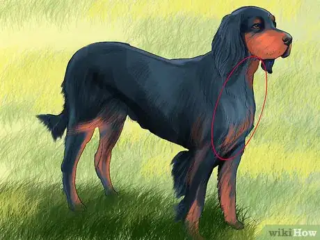 Image titled Identify a Gordon Setter Step 2