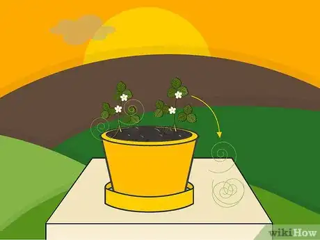 Image titled Grow Strawberries in a Pot Step 16