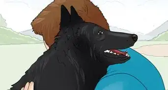 Identify a Belgian Sheepdog