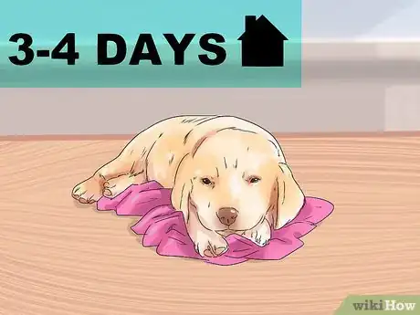 Image titled Get Used to a New Dog Step 3