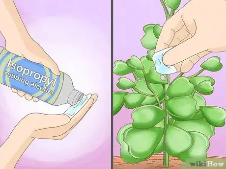 Image titled Get a Hoya Plant to Bloom Step 18