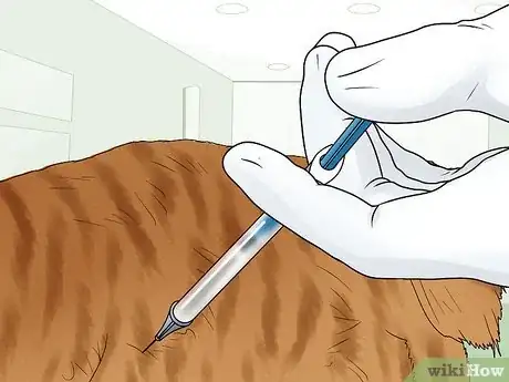 Image titled Care for an American Bobtail Cat Step 16