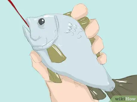 Image titled Disgorge a Fish Step 1