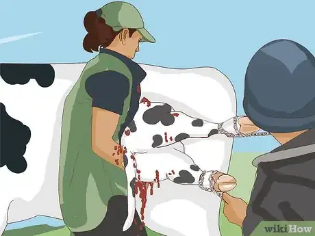 Image titled Perform a Caesarean Section on a Cow or Heifer Step 12