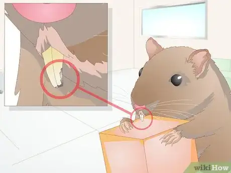 Image titled Groom a Gerbil Step 10