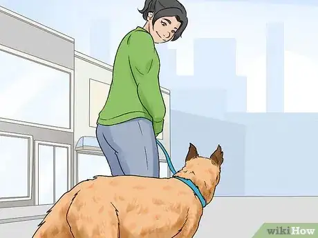 Image titled Identify a Belgian Laekenois Dog Step 15