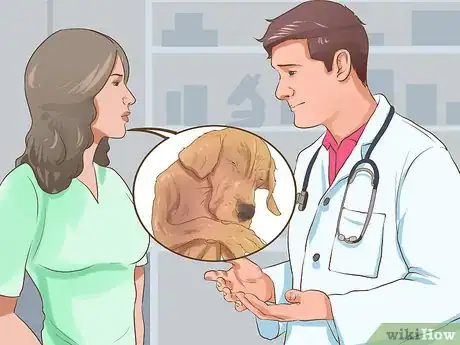 Image titled Diagnose Behavioral Dysfunction in Senior Dogs Step 7