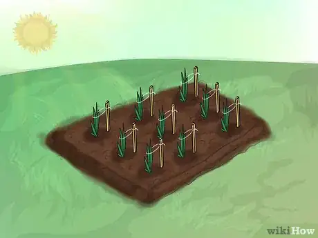 Image titled Grow Gladiolus Step 13