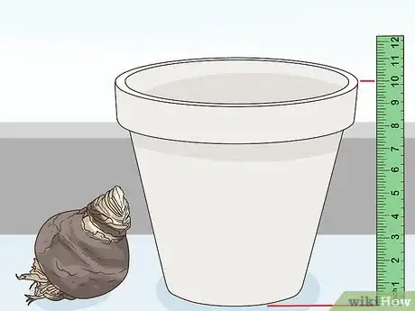 Image titled Plant Amaryllis Step 3