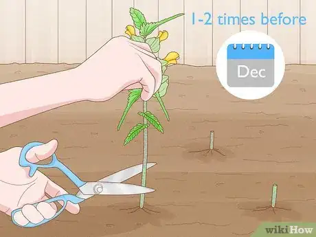 Image titled Sow Yellow Rattle Step 14