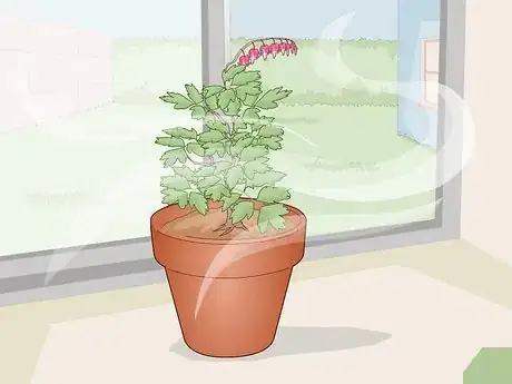 Image titled Care for a Bleeding Heart Step 8